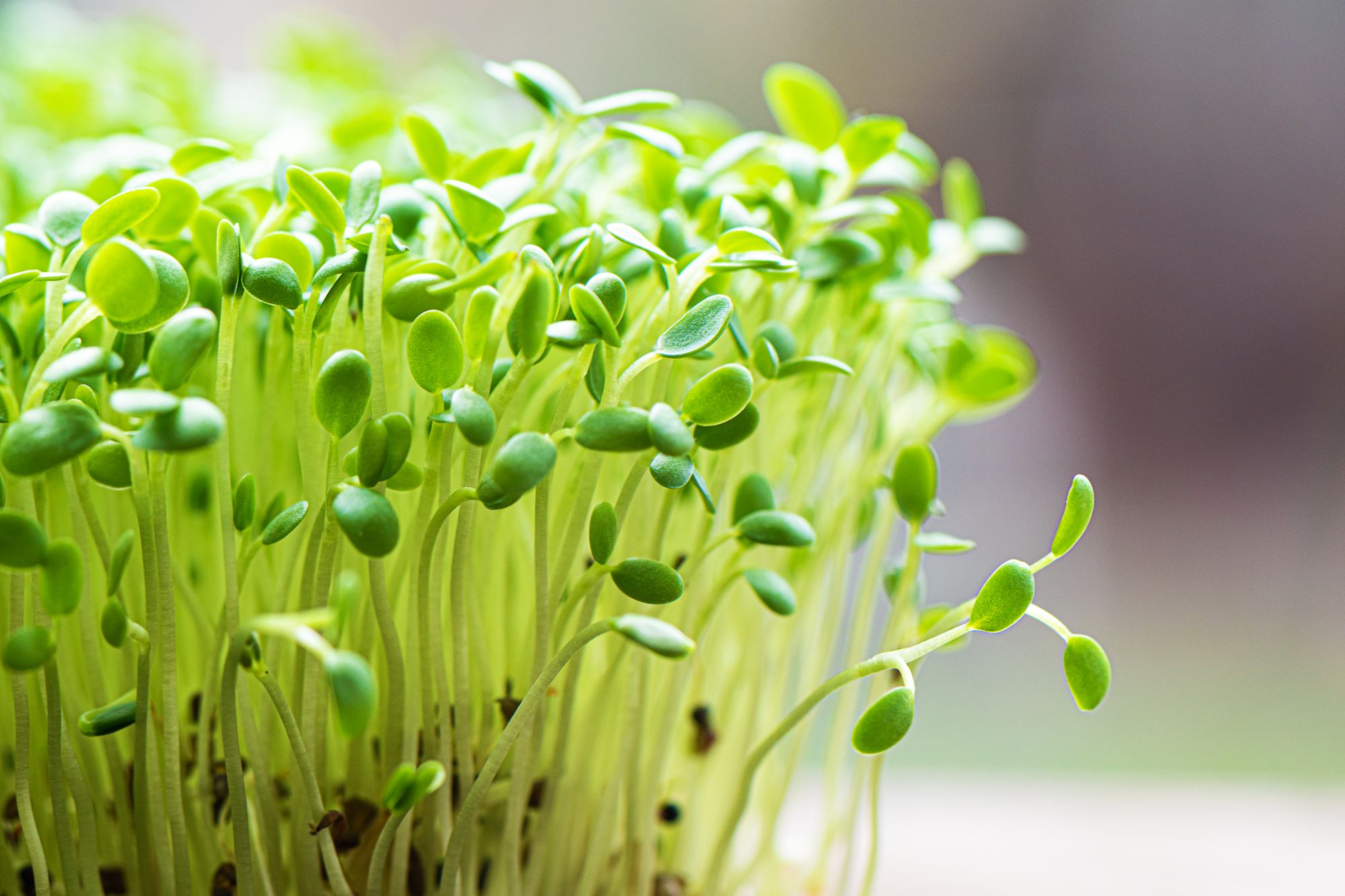 Herba Blog (Herba Holistic)